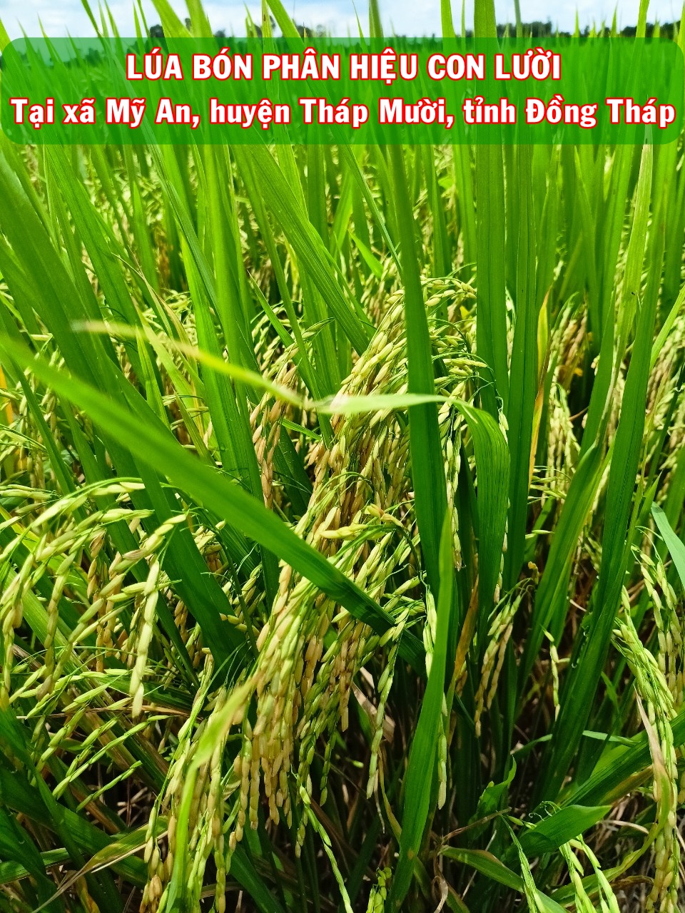 Phân bón hiệu Con Lười, lúa Om5451