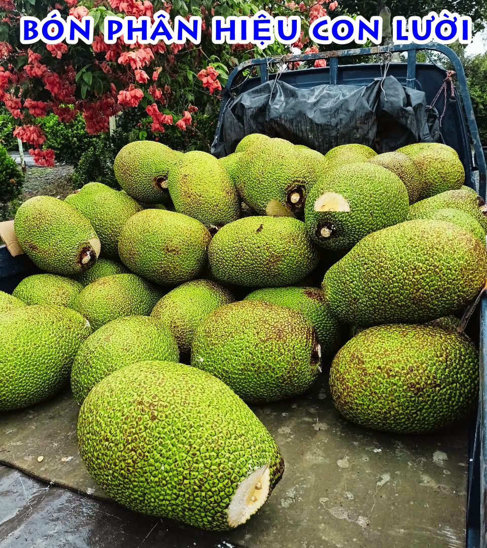 Ph&acirc;n b&oacute;n hiệu Con Lười F35, m&iacute;t