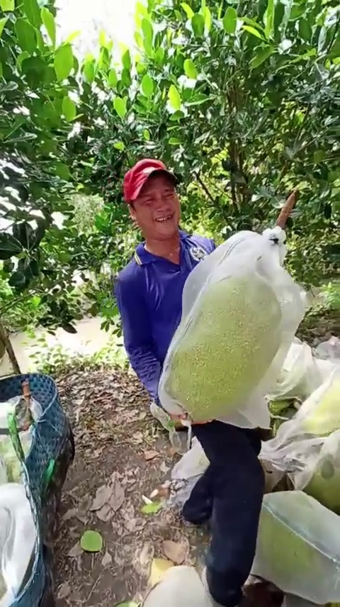 Ph&acirc;n b&oacute;n hiệu Con Lười F35
