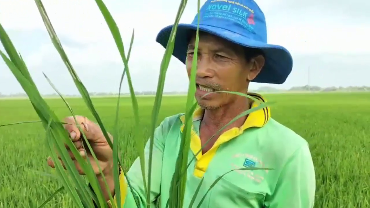 phân bón hiệu con lười F35