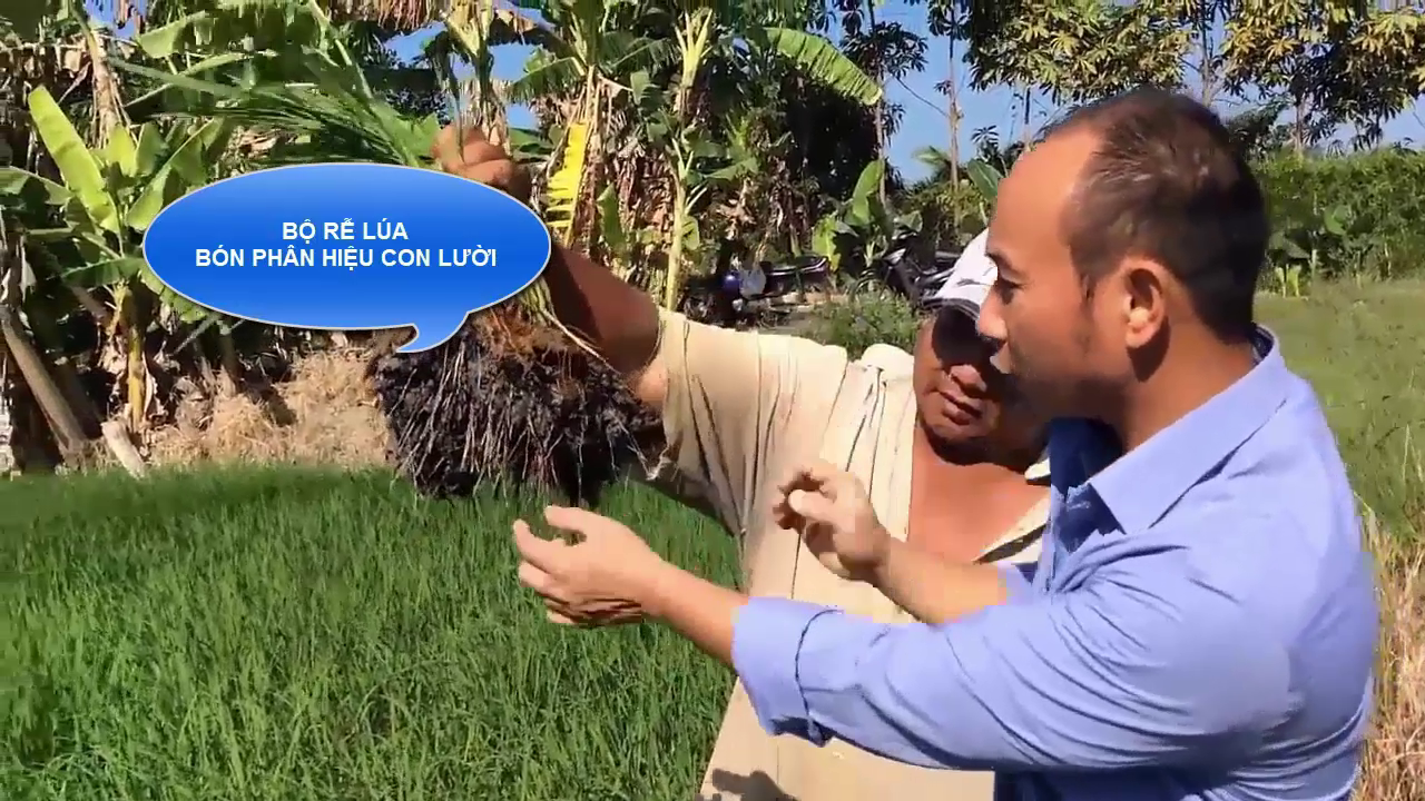 Bón phân hiệu Con Lười giúp bộ rễ lúa khỏe, đẻ nhánh tập trung, thân ...