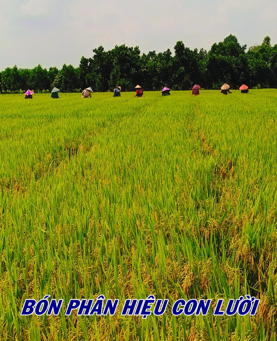 Phân bón hiệu Con Lười, lúa om5451