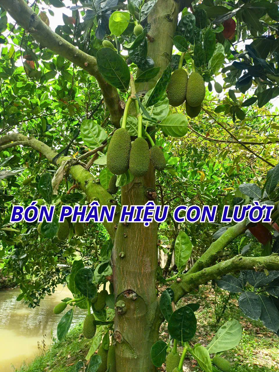 phân bón hiệu con lười,