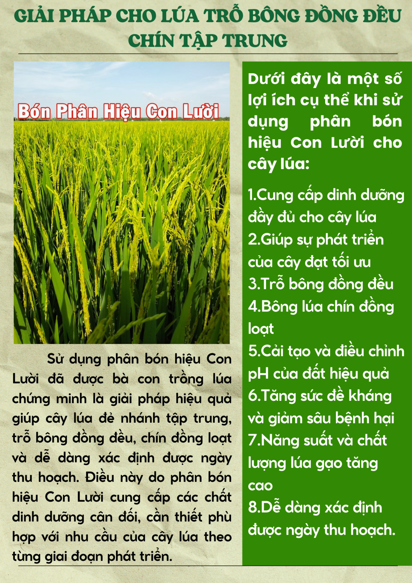 Phân bón hiệu Con Lười, cây lúa