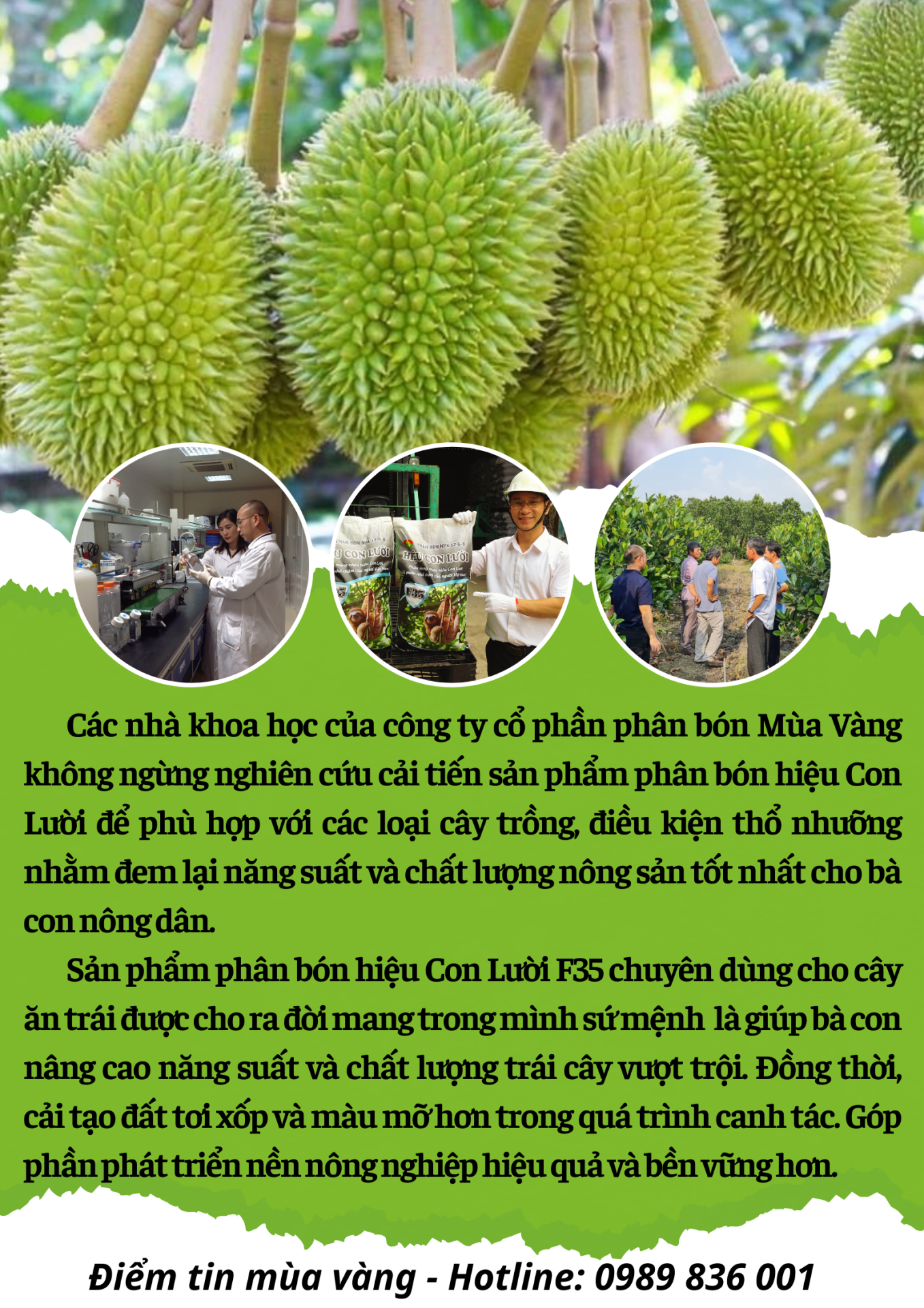 phân bón hiệu Con Lười F35, sầu riêng