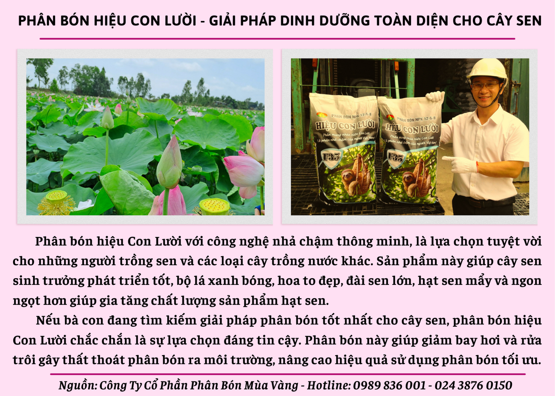 Phân bón hiệu Con Lười, cây sen
