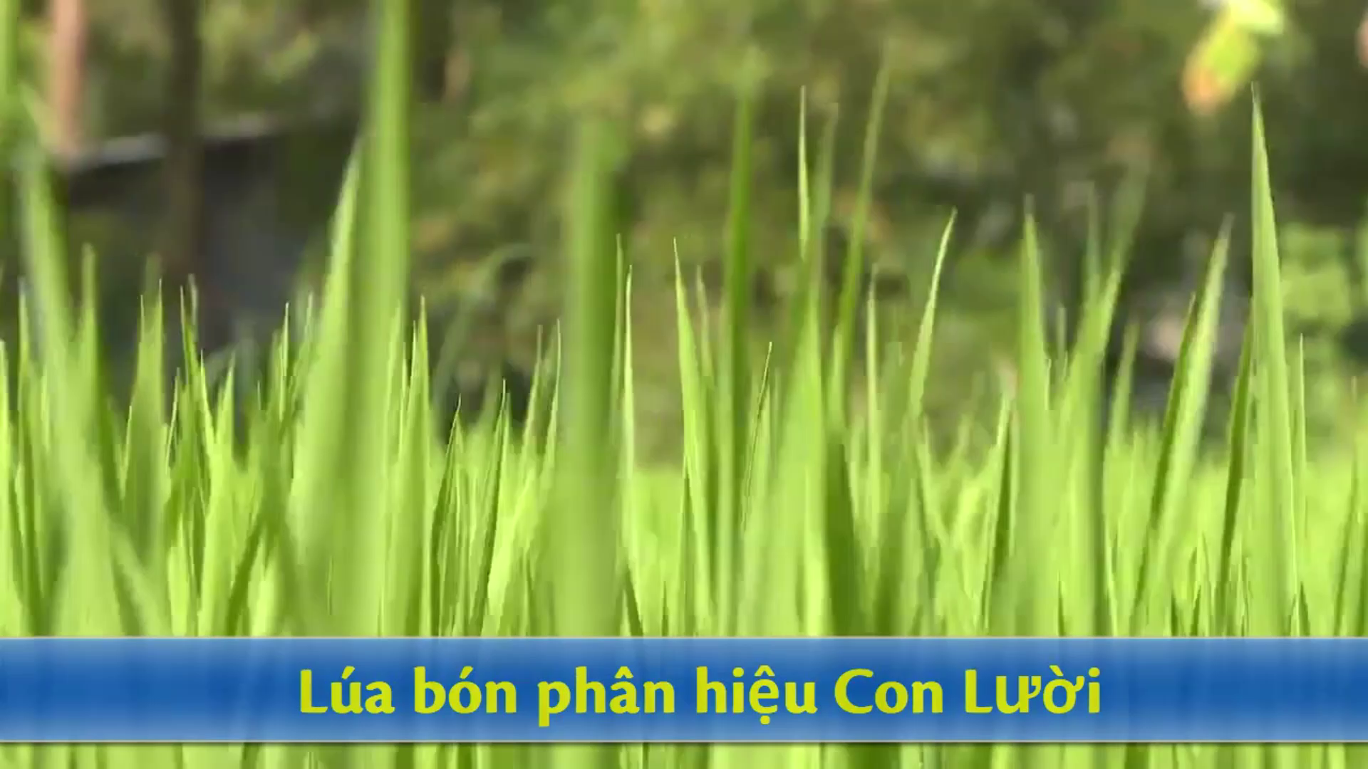 phân bón hiệu Con Lười, lúa
