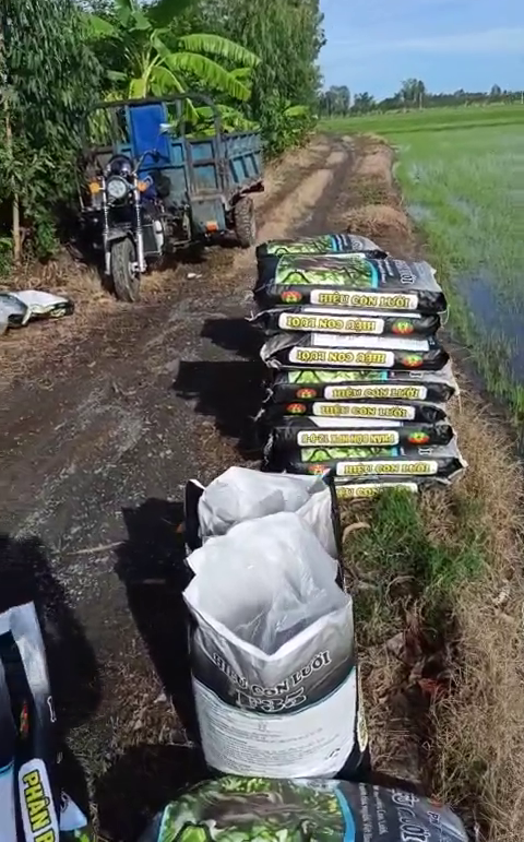 Phân bón hiệu Con Lười, lúa