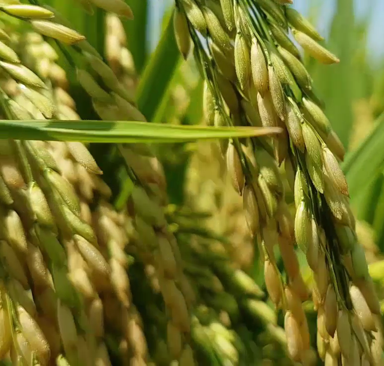 Phân bón hiệu Con Lười, lúa