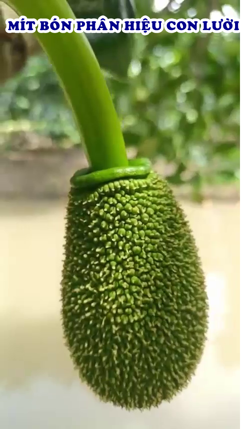 phân bón hiệu Con Lười F35