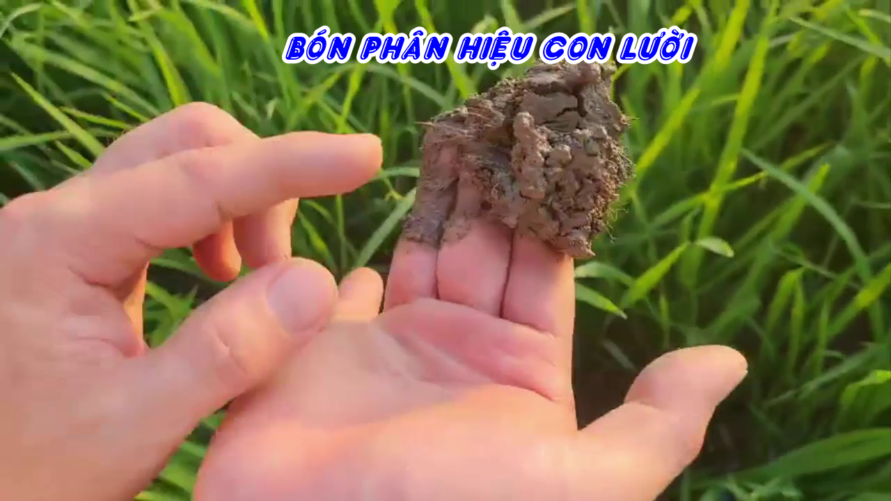Phân bón hiệu Con Lười, cải tạo đất