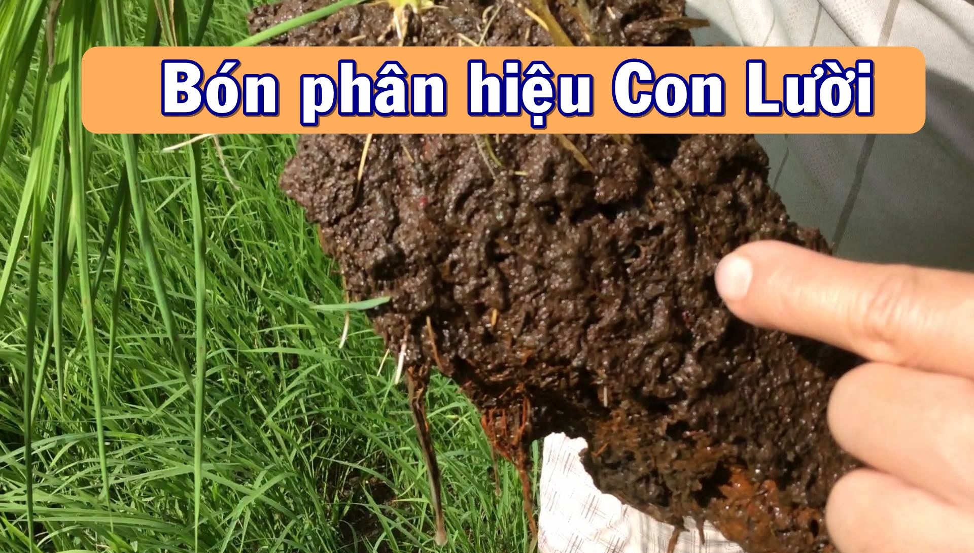 Phân bón hiệu Con Lười