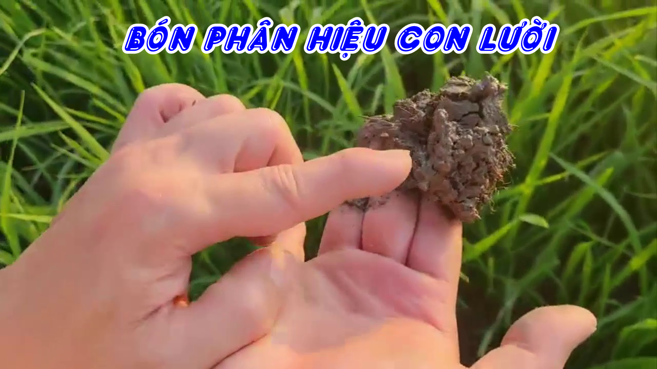 Phân bón hiệu Con Lười, cải tạo đất