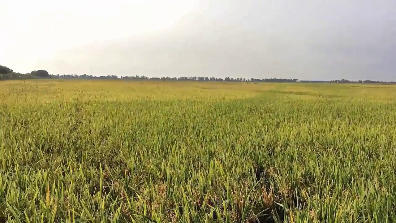 Phân bón hiệu Con Lười, Lúa