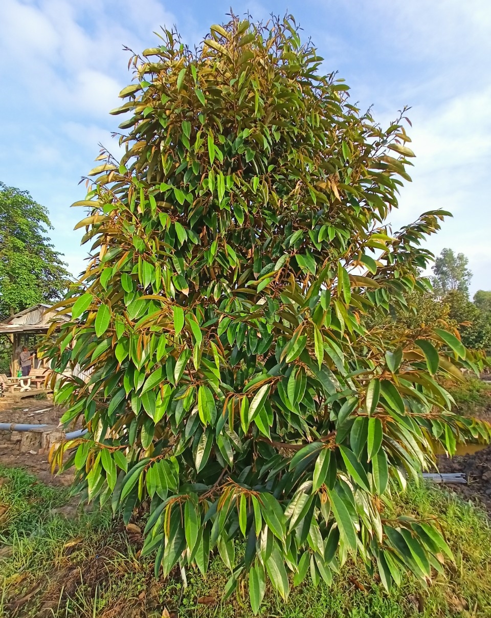 Phân bón hiệu Con Lười, cây sầu riêng