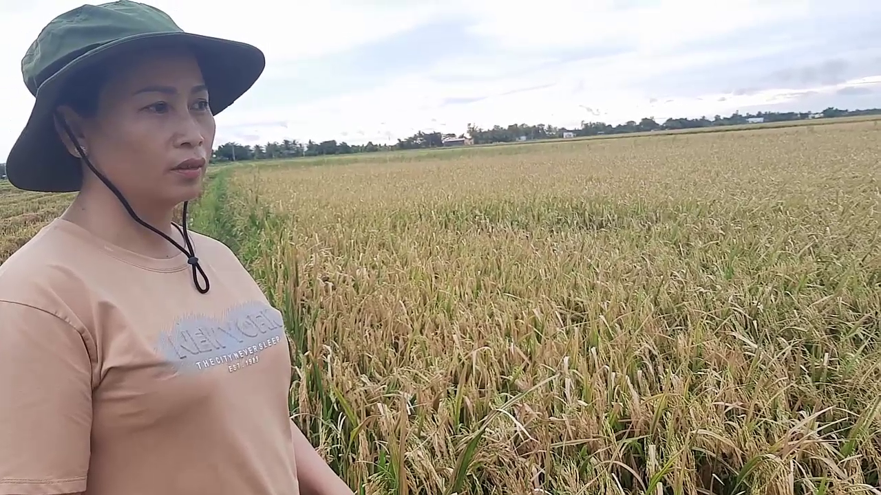 Phân bón hiệu Con Lười, Lúa Đài Thơm Tám