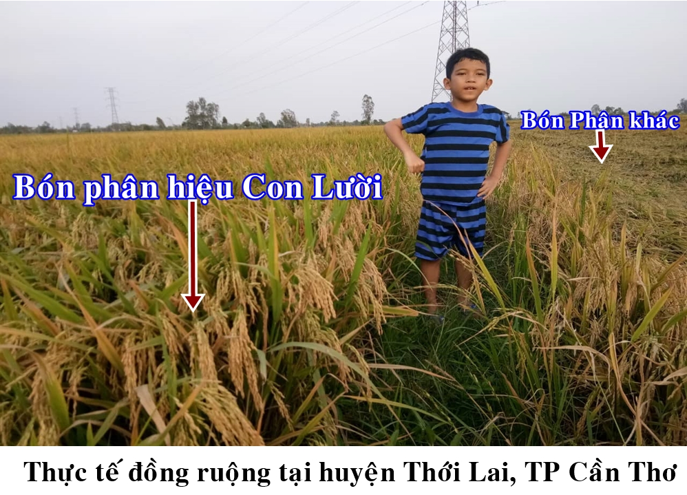 Cây lúa, phân bón hiệu Con Lười, phân bón tốt nhất hiện nay, Phân Con Lười, chống đổ ngã