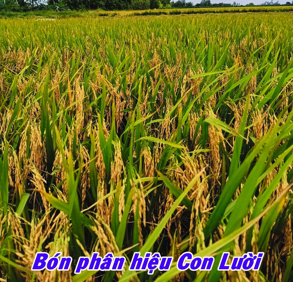 Phân bón hiệu Con Lười, Lúa OM5451