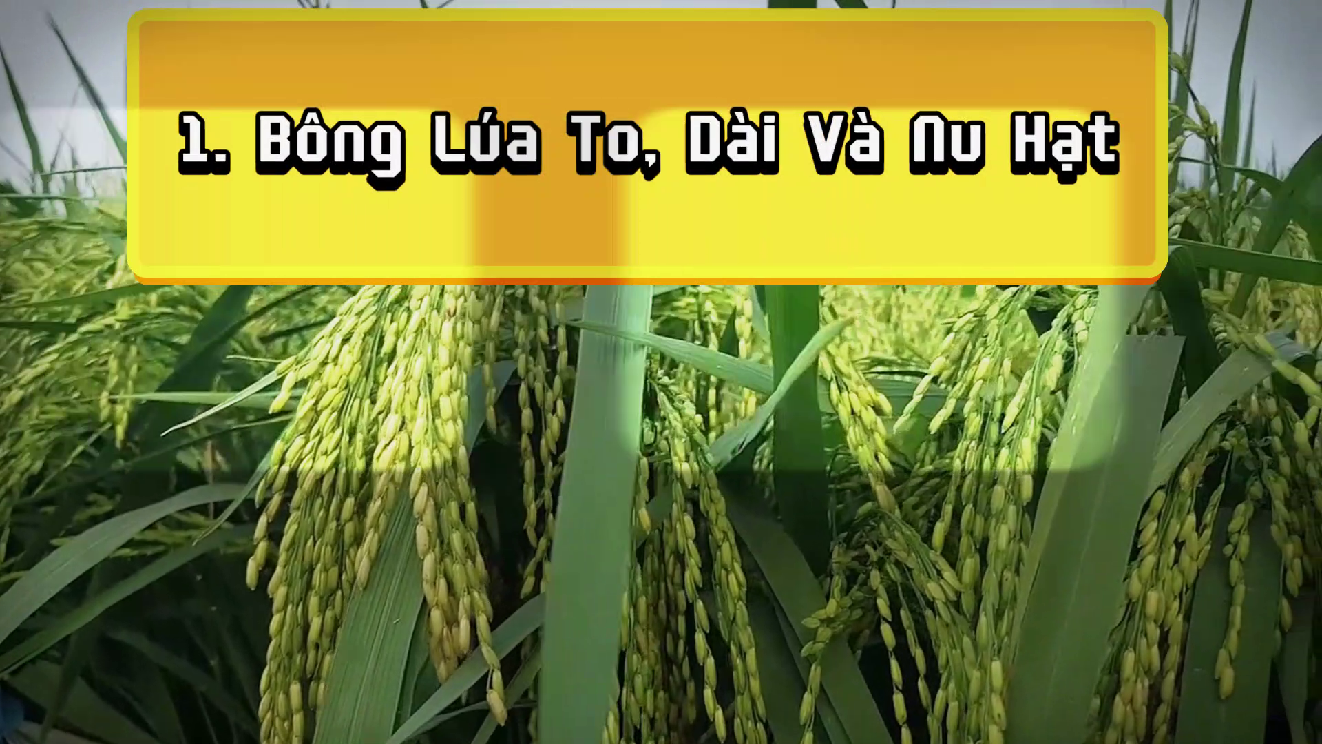 Phân bón hiệu Con Lười, lúa