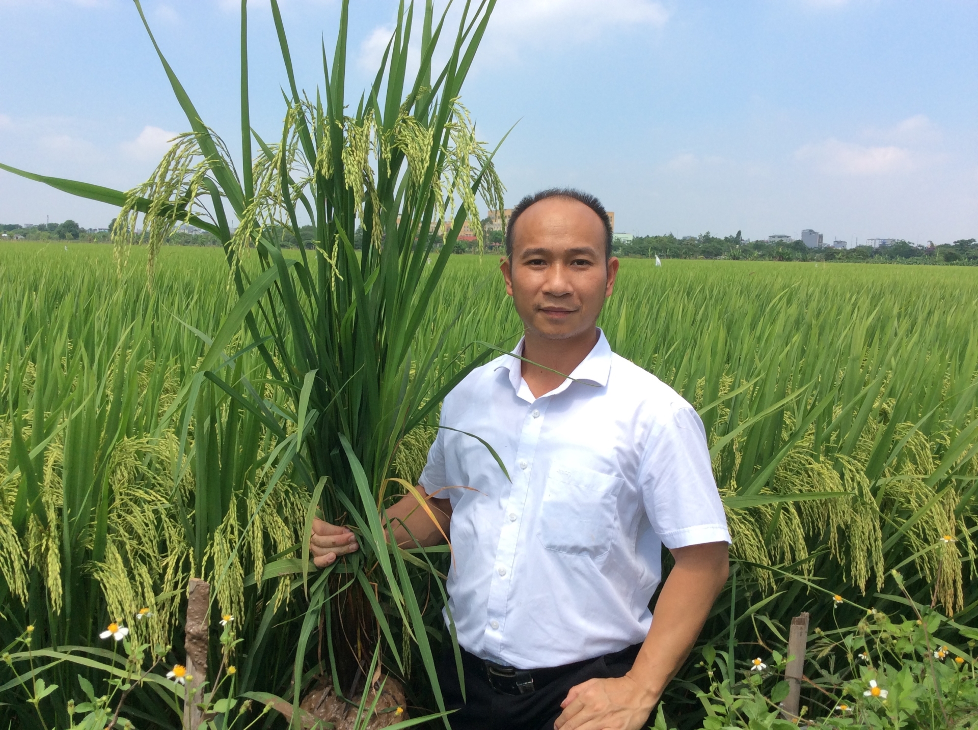 Phân bón hiệu Con Lười F35, lúa