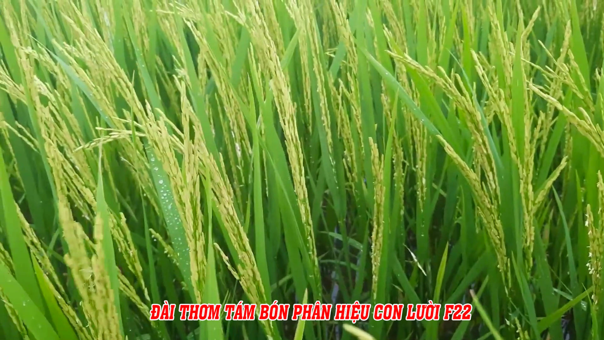 đài thơm, phân con lười