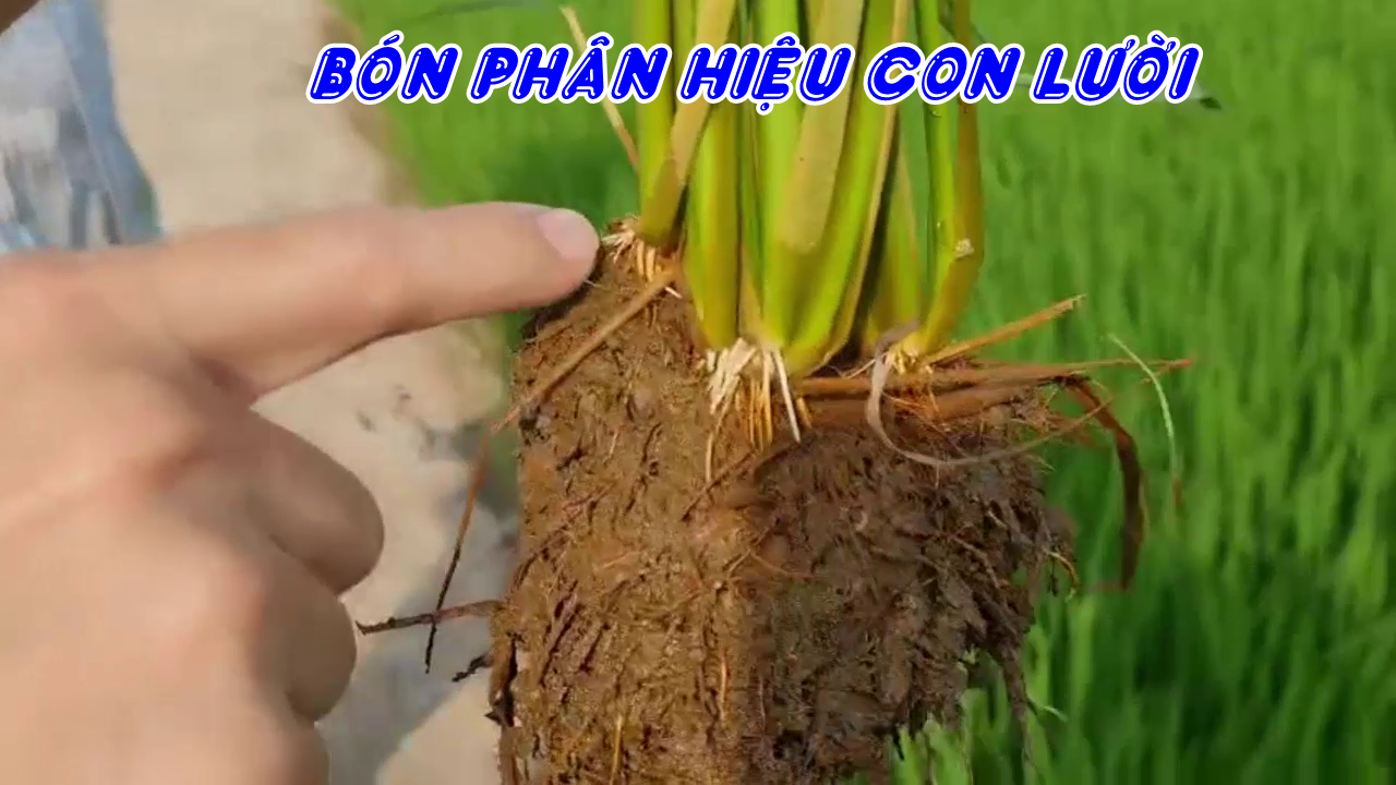 Phân hiệu Con Lười F35