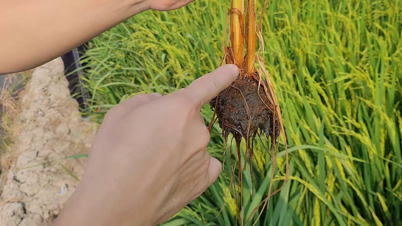 Phân bón hiệu Con Lười F35