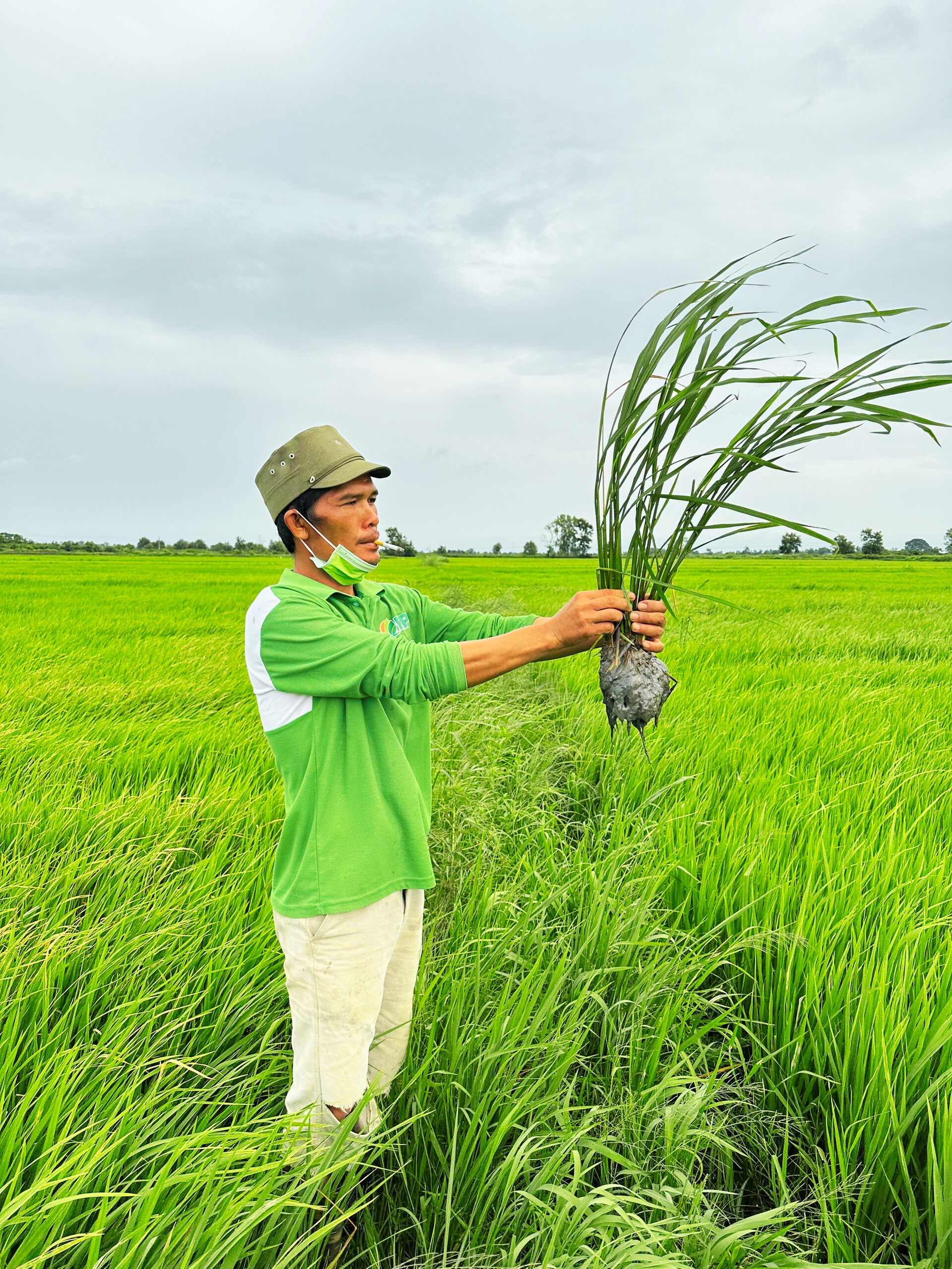 Phân bón hiệu Con Lười F22, Lúa Đài Thơm Tám