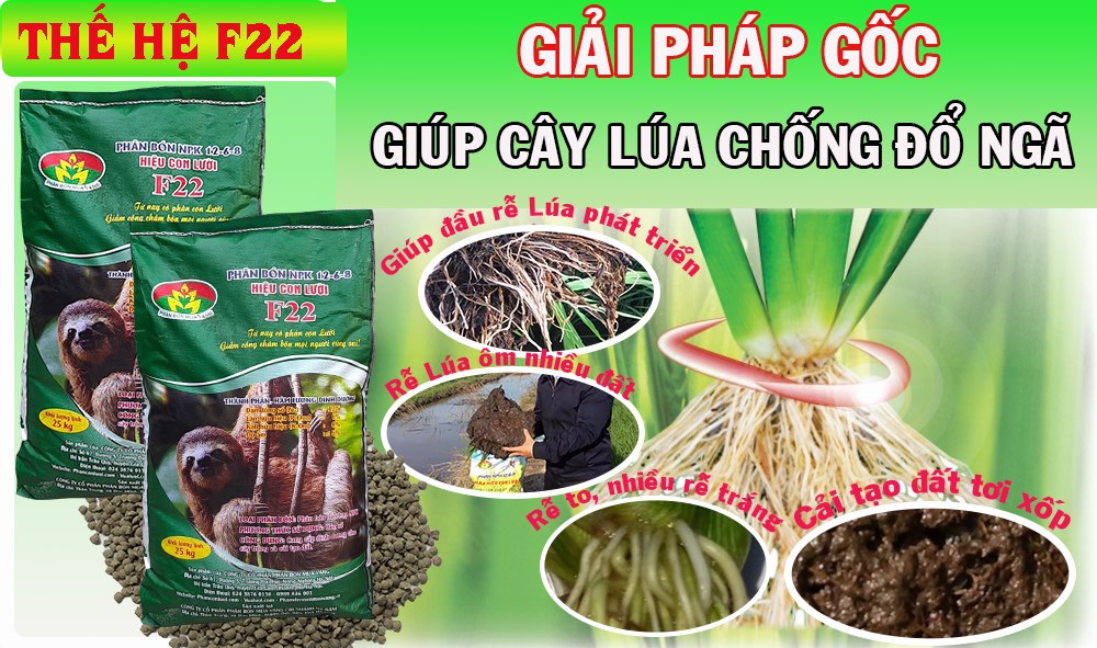 chống đổ ngã, lúa,