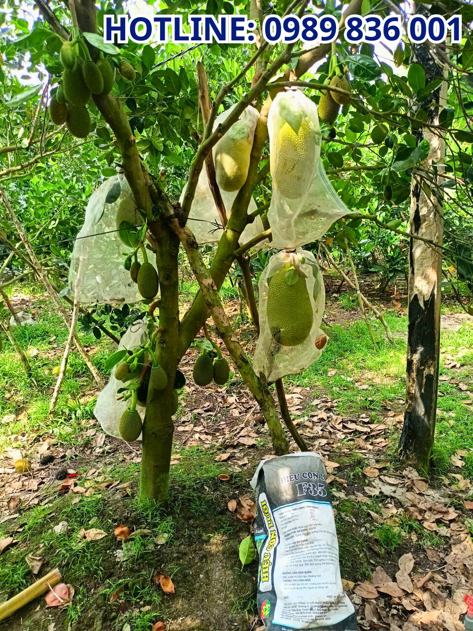 phân bón hiệu con lười,