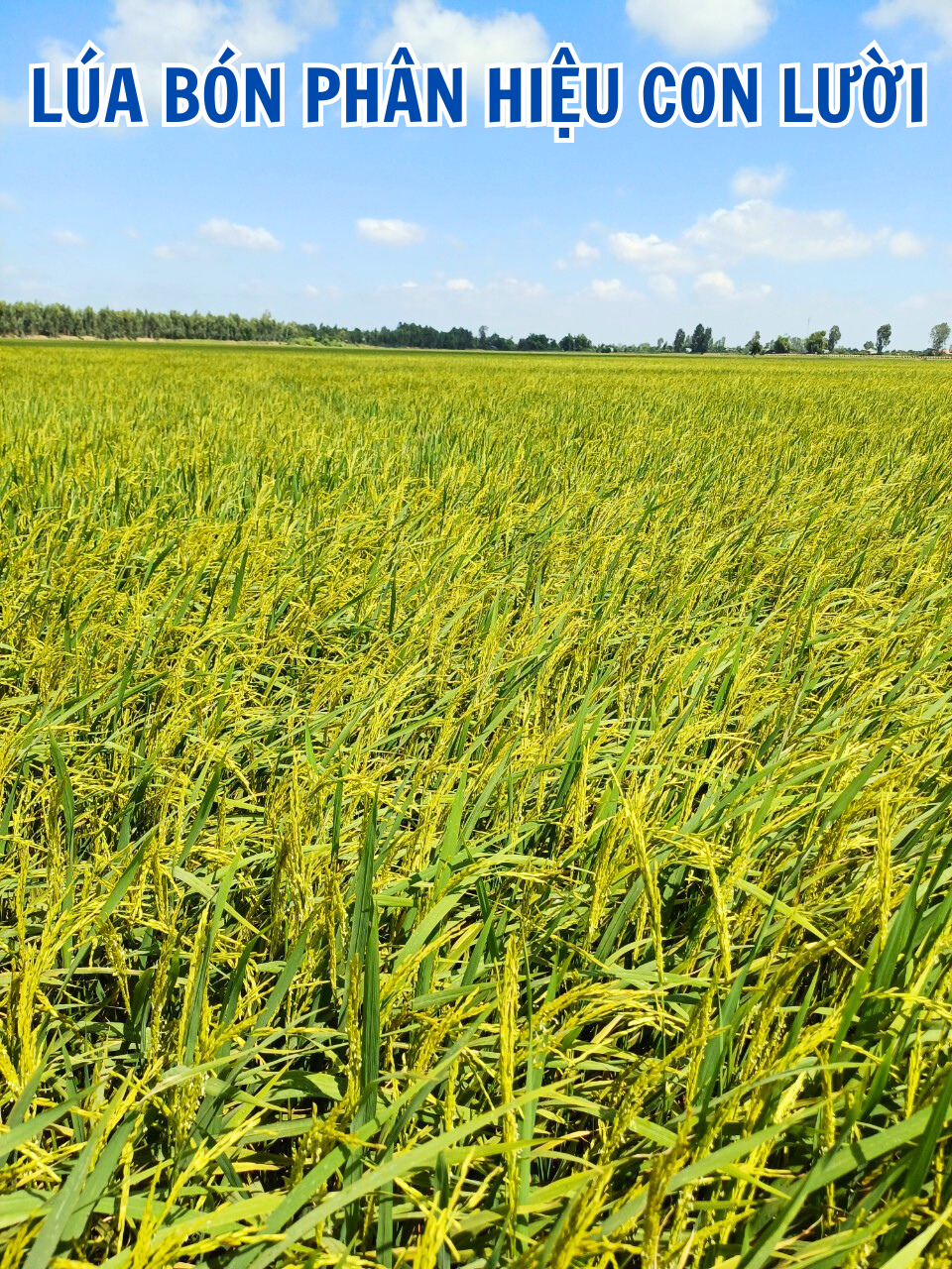 lúa, phân hiệu con lười,