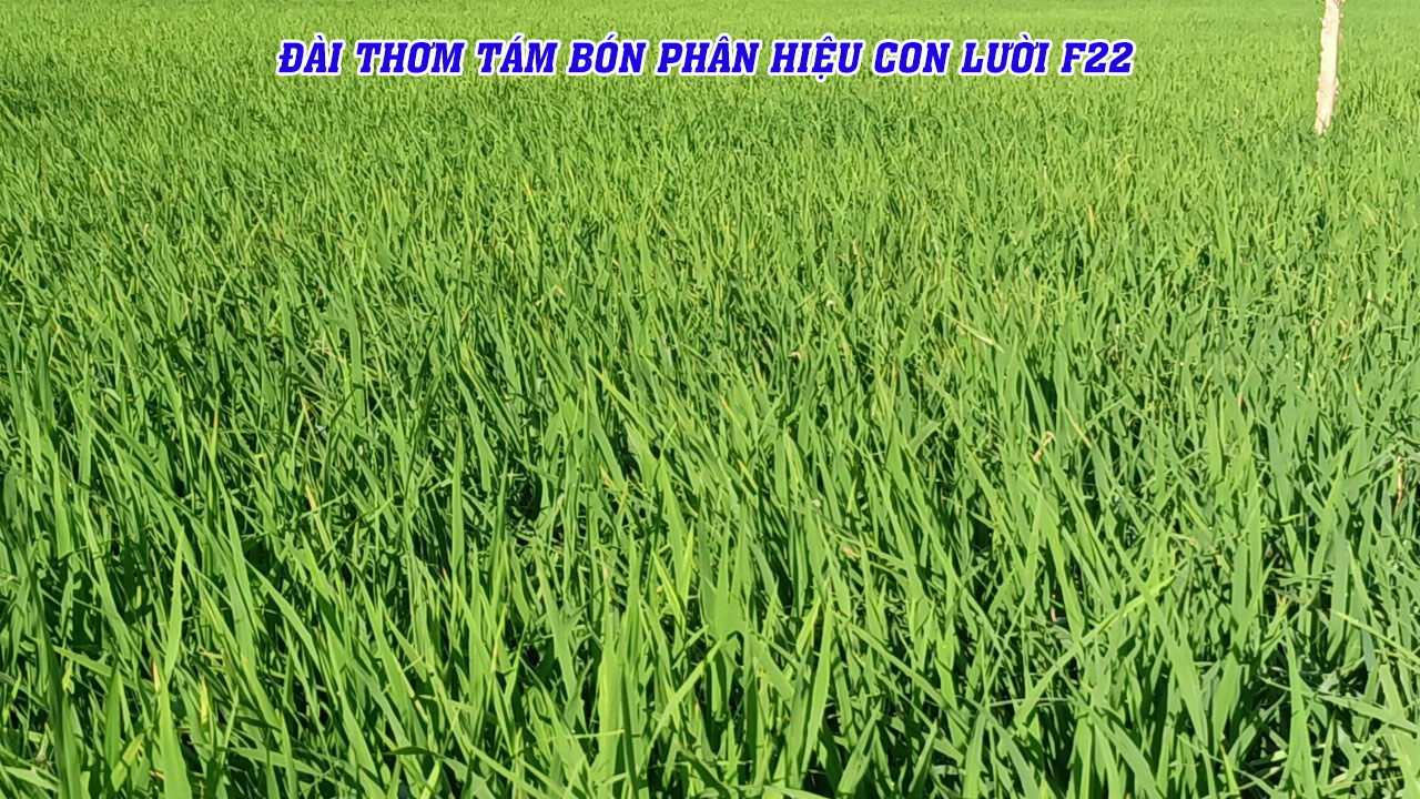 đài thơm, phèn, phân bón hiệu con lười, 