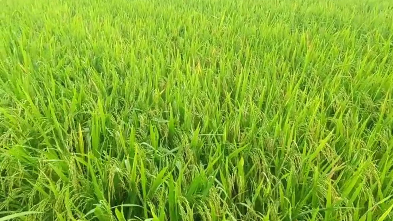 Phân bón hiệu Con Lười F35, lúa OM18