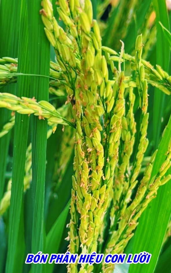 Phân bón hiệu Con Lười, Lúa OM18