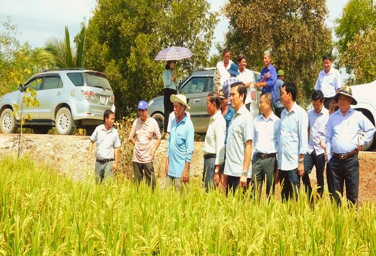 phân bón hiệu Con Lười, lúa OM18