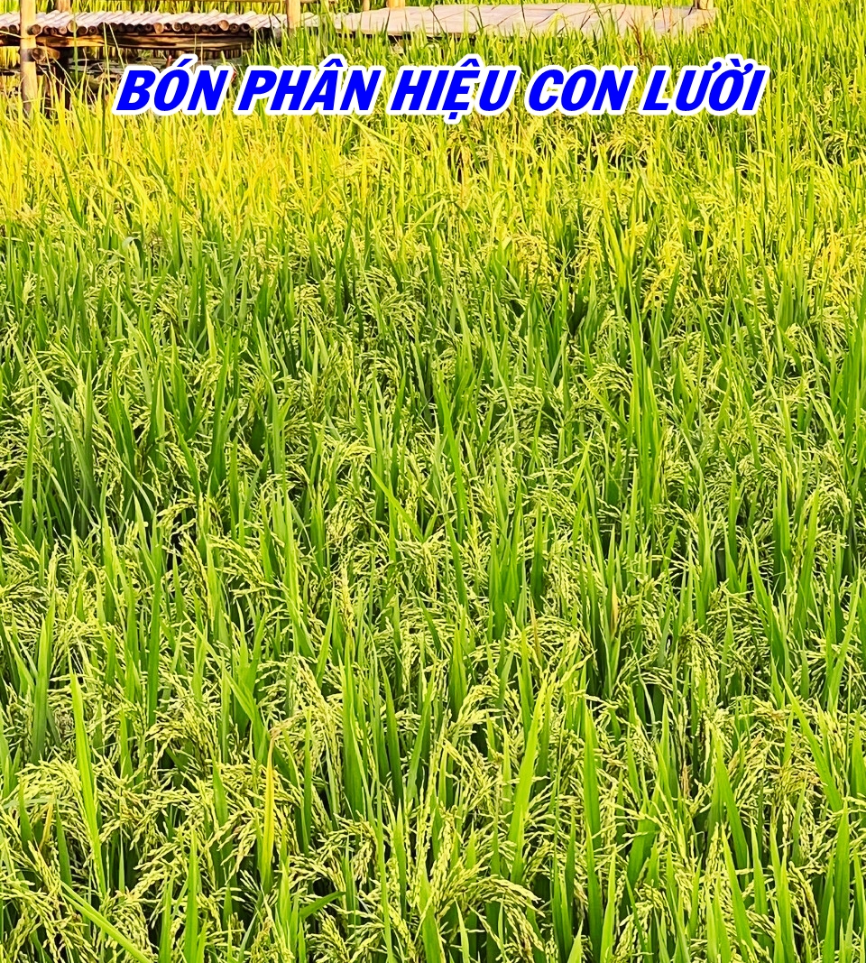 phân bón hiệu Con Lười, lúa Om18