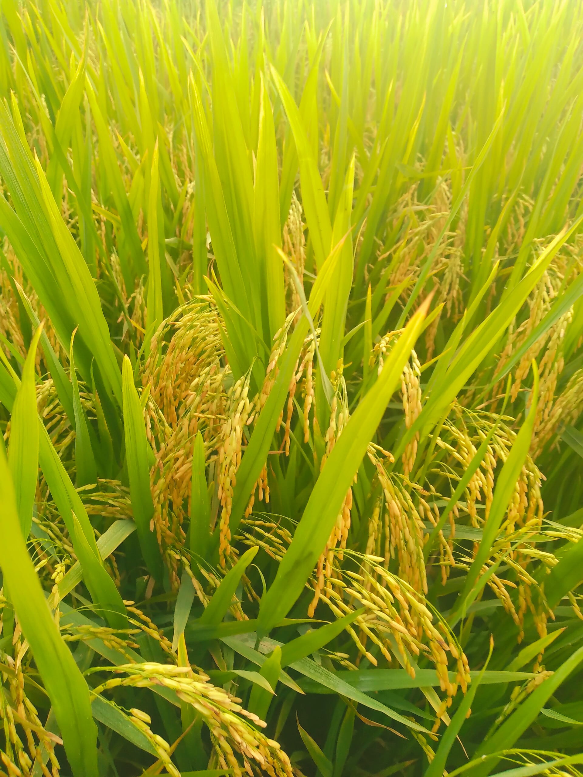 Phân bón hiệu Con Lười, Lúa