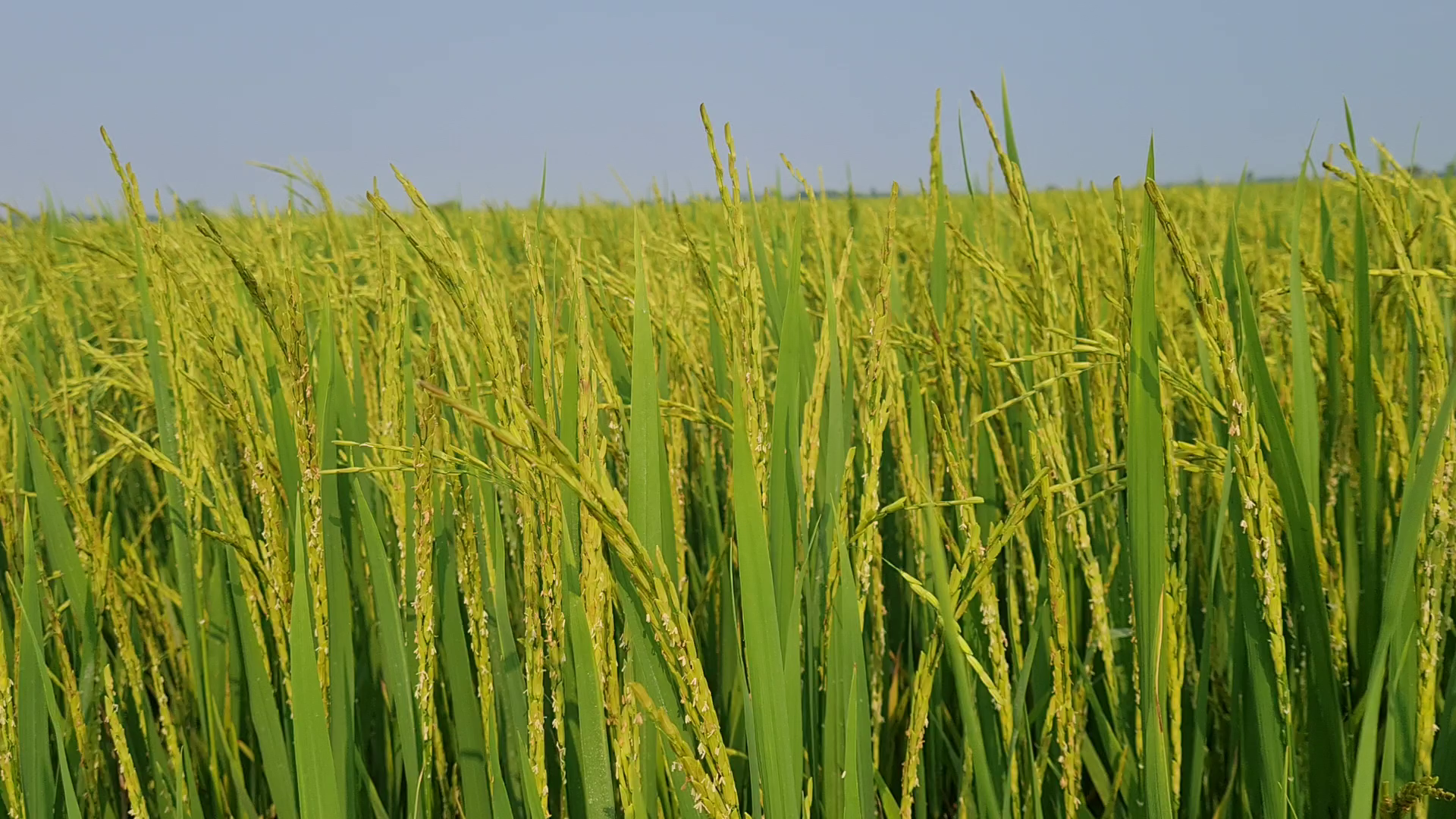 Phân bón hiệu Con Lười F35, lúa trỗ bông đều