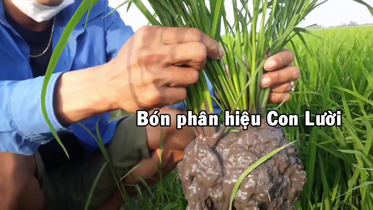 Phân bón hiệu Con Lười