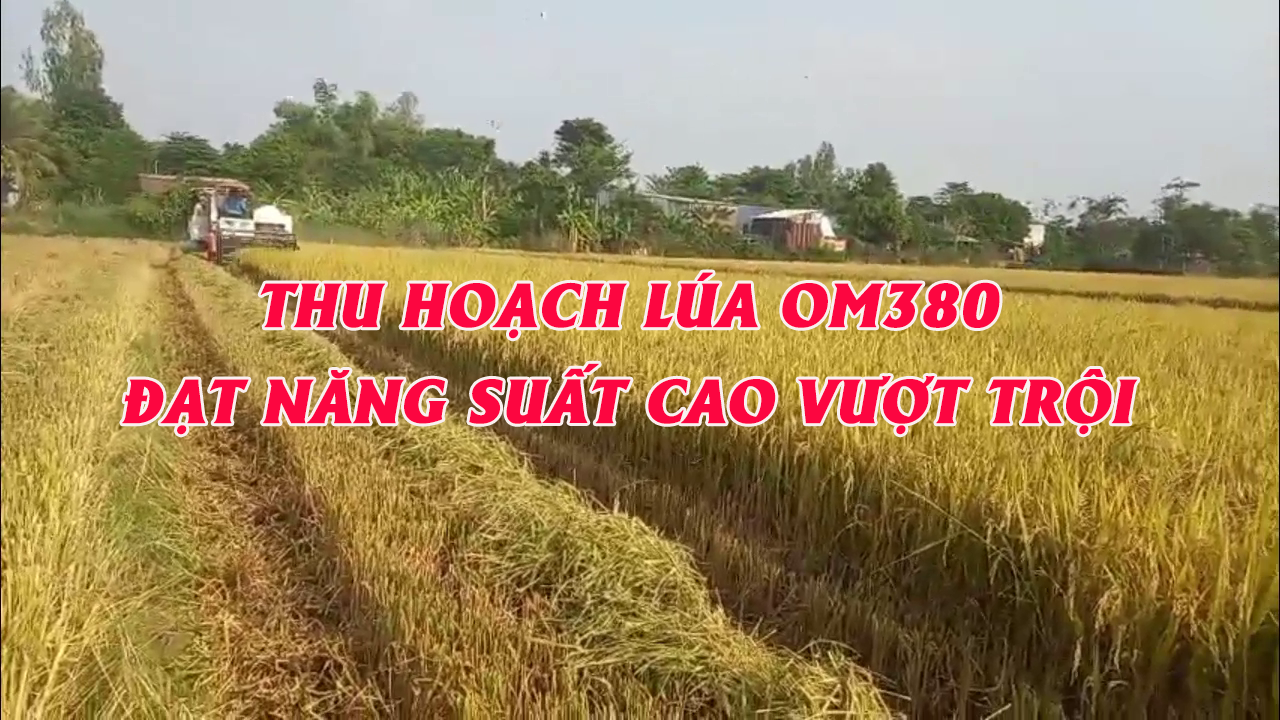 Phân bón hiệu Con Lười