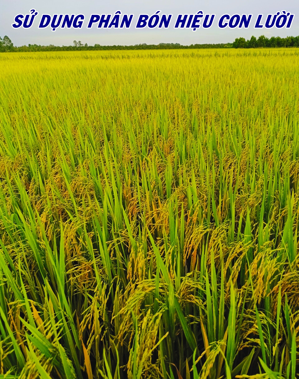 Phân bón hiệu Con Lười F35