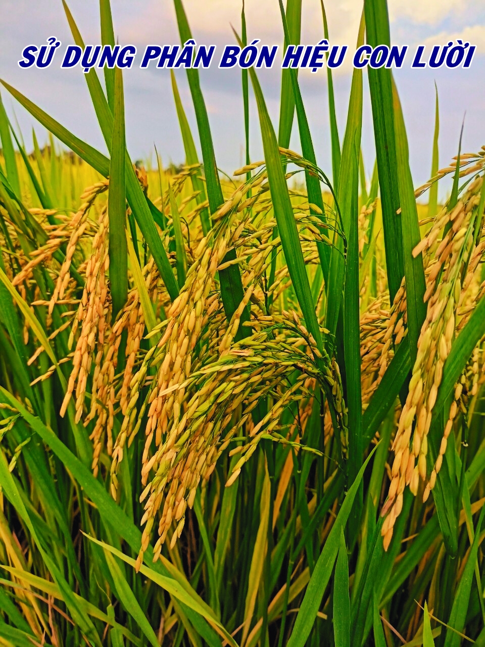 Phân bón hiệu Con Lười F35