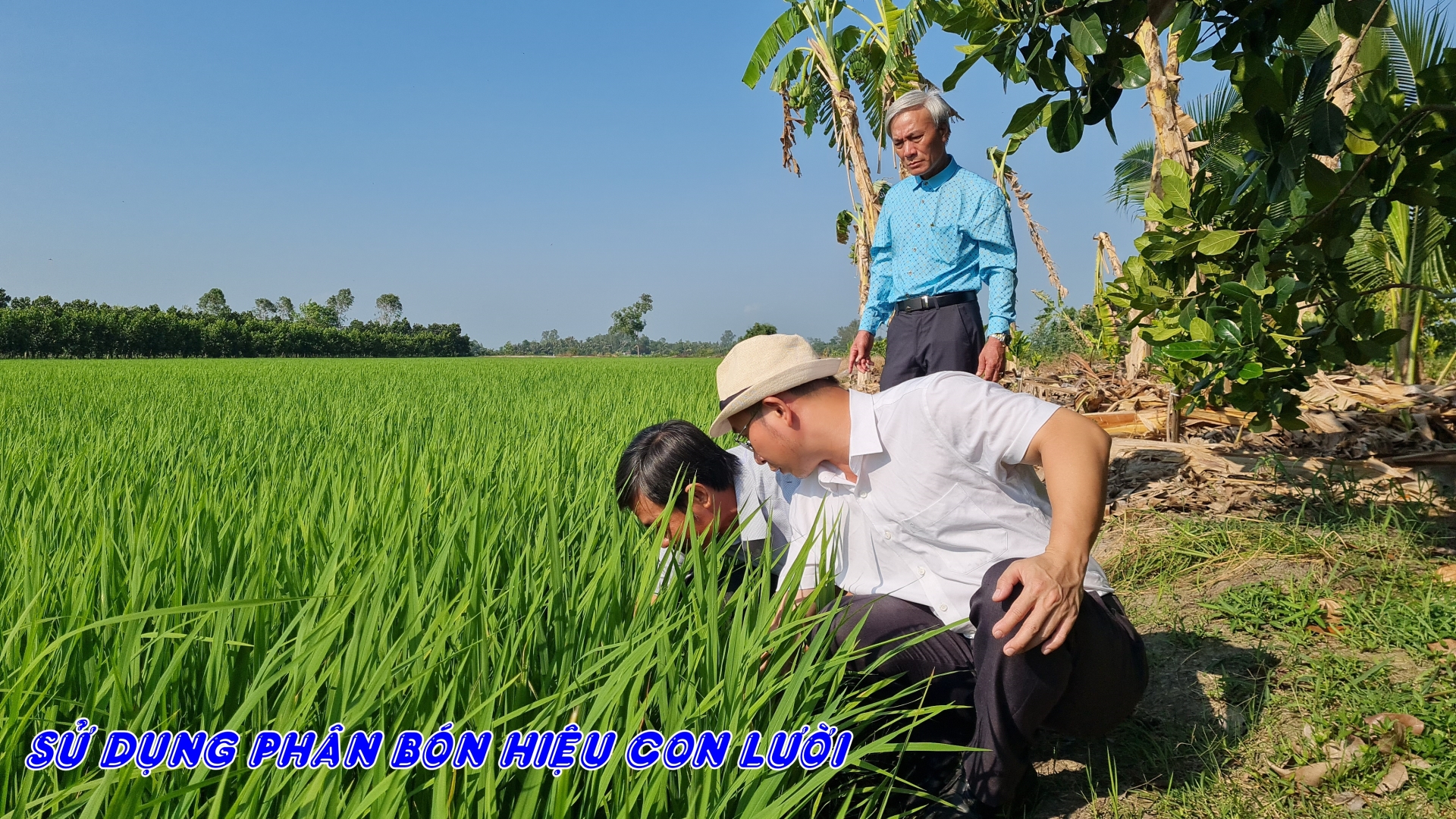 Phân bón hiệu Con Lười F35, lúa Om18