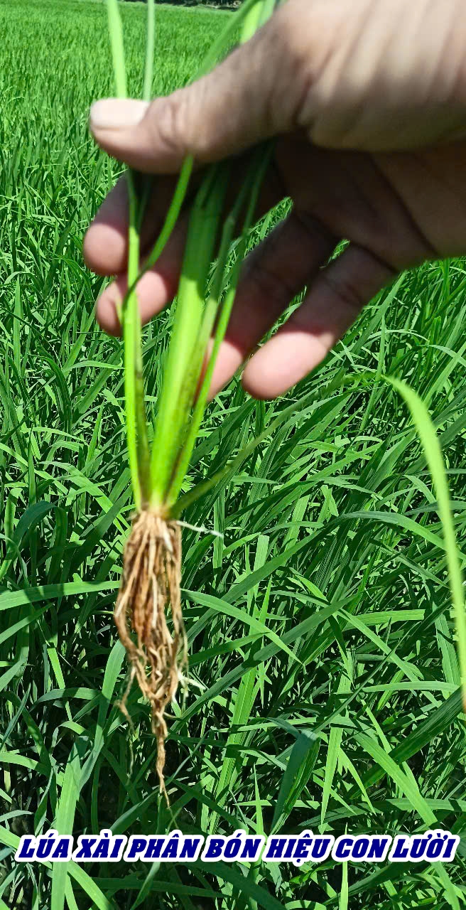 Phân bón hiệu Con Lười F35