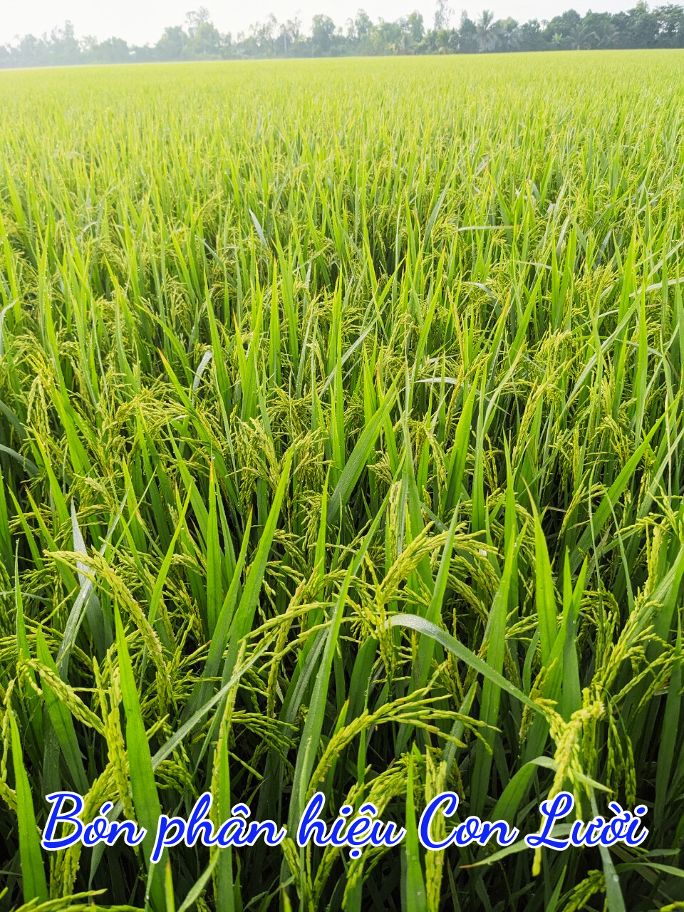 Phân bón hiệu con lười