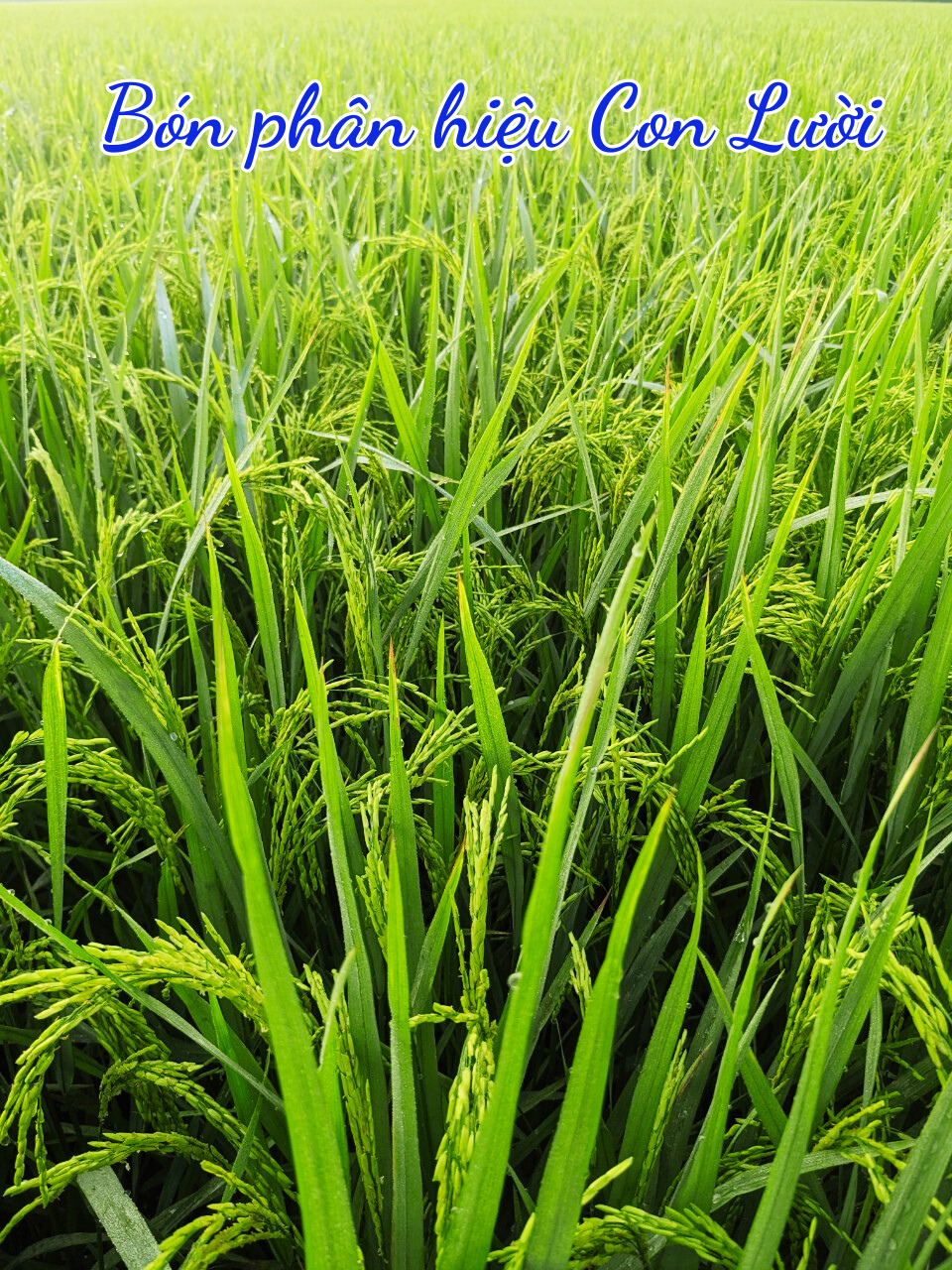 Phân bón hiệu Con Lười