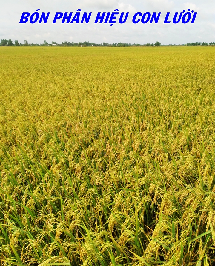 Phân bón hiệu Con Lười F35, lúa OM18