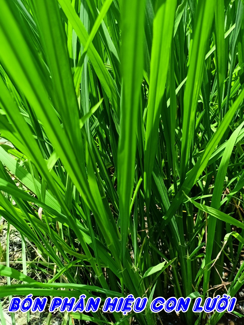 Phân bón hiệu Con Lười F35, cây lúa