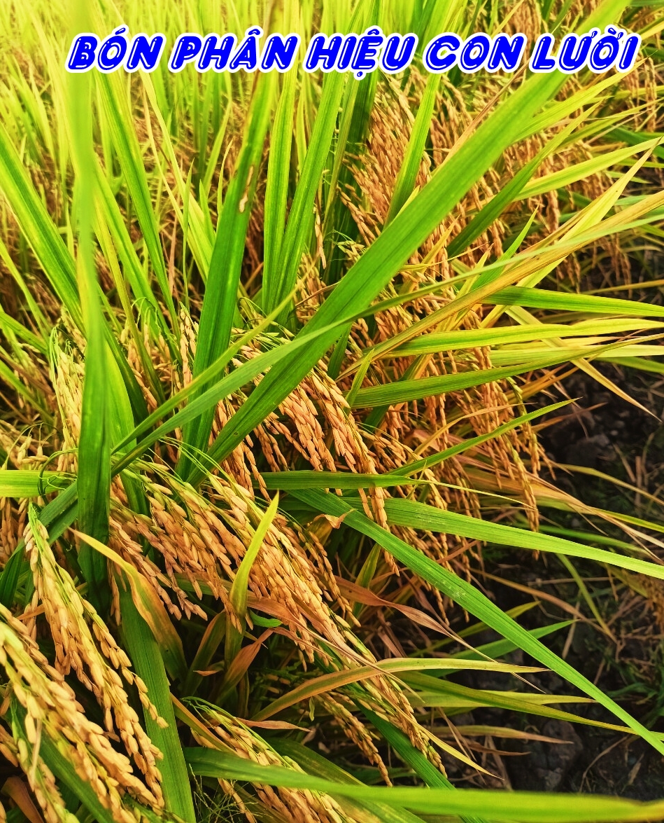 Phân bón hiệu Con Lười