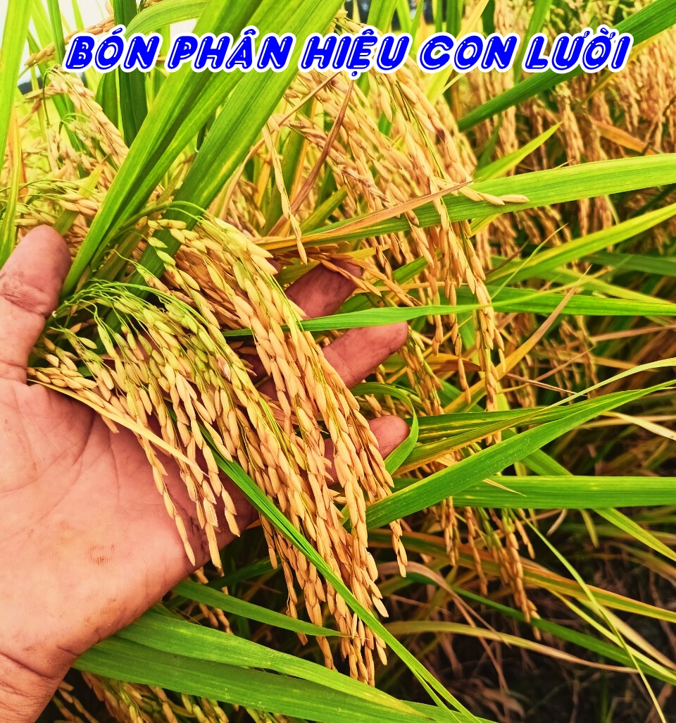 Phân bón hiệu Con Lười, cây lúa